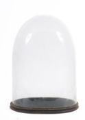 A Victorian glass taxidermy dome on an oval ebonised wooden base, 50cm high 37cm wide,