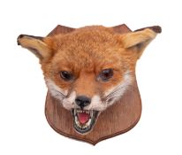 A taxidermy fox mask on an oak shield.