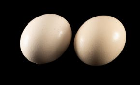 A pair of blown Ostrich (Struthio) eggs.