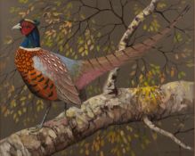 Ralston Gudgeon (British, 1910-1984) - Pheasant on a birch branch - Watercolour - 50 x 61.