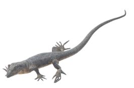 An Austrian cold painted bronze model of a lizard,