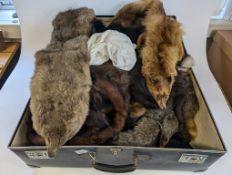 A collection of various furs within a bl