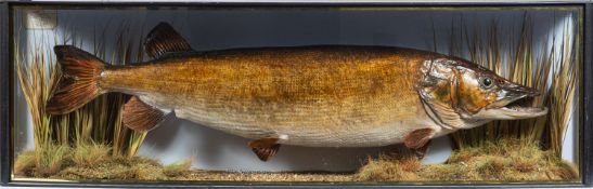 An Edwardian cased taxidermy pike, naturally set with label upper left backboard ' Pike.