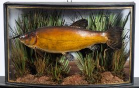 An early 20th century cased taxidermy tench, unsigned, possibly Homer,