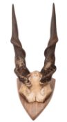 A set of Elan horns and skull mounted on a wooden shield. 77cm high.