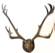 A set of moose antlers and skull mounted on a wooden shield, 86cm wide.