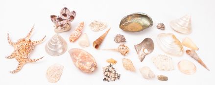 A collection of various exotic sea shells.