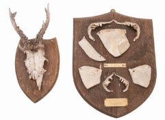 Two sets of Mahseer teeth mounted on a wooden shield. One plaque reads 40lbs Mahseer 15.2.
