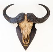 A Buffalo skull and horns mounted on a wooden shield. 87cm high, 93cm wide.