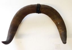 A pair of cow horns, 26cm high, 36cm wide.