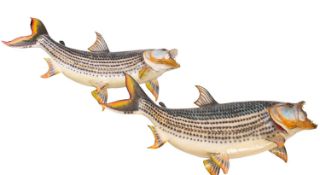 A pair of cast models of Zambesi tiger fish. Unmounted, 75cm long.