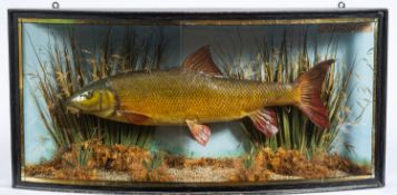 An early 20th century cased taxidermy barbel, naturally set,