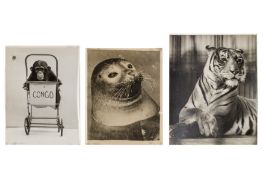 Various Photographers, c.1960s
