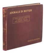 Eadwaerd Muybridge (1830-1904)