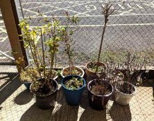 Nine plant pots with various plants. The pots rang