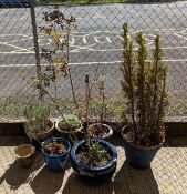 Seven plant pots with various plants. The pots ran