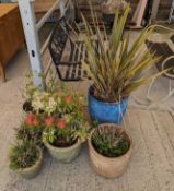 Seven plant pots with various plants. pots range i