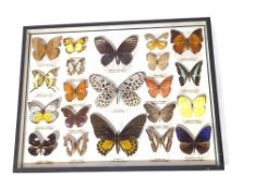 WITHDRAWN A glass case of twenty one taxidermy butterflies,
