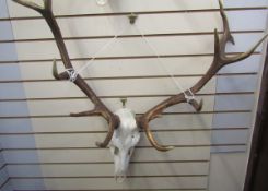 Set of European red deer (Cervus Elaphus) adult stag antlers with skull, seven and six points,
