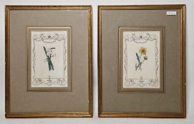 Six late 19th century framed and handcoloured botanical engravings, each within crowned and