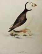 Coloured print of a puffin, Fratercula Artica (Steph), resting on a rock in the sea, with an egg