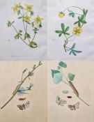 Six framed coloured botanical engravings, including two 19th century hand coloured engravings with