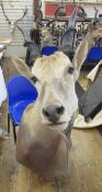 Taxidermy Common Eland (Taurotragus Oryx) shoulder mount looking slightly to the right, 97cm from