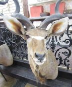 Taxidermy Great Kudu (Strebsiceros Strebsiceros) shoulder mount looking to the left, from wall 90cm,