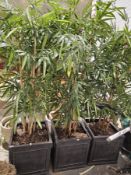 Three large faux bamboo plants in square form pots, purchased from rtfact luxury faux flowers and