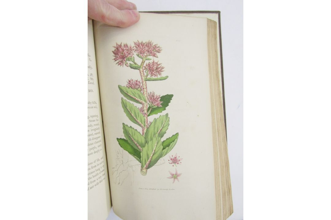 Sowerby, James "English Botany", published by James Sowerby 1814, colour plates, rebound brown - Image 3 of 12