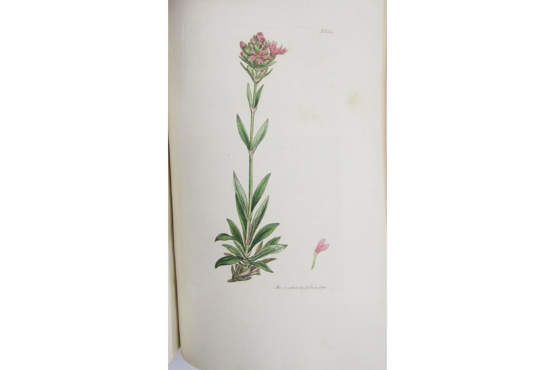 Sowerby, James "English Botany", published by James Sowerby 1814, colour plates, rebound brown - Image 4 of 12
