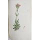 Sowerby, James "English Botany", published by James Sowerby 1814, colour plates, rebound brown - Image 4 of 12
