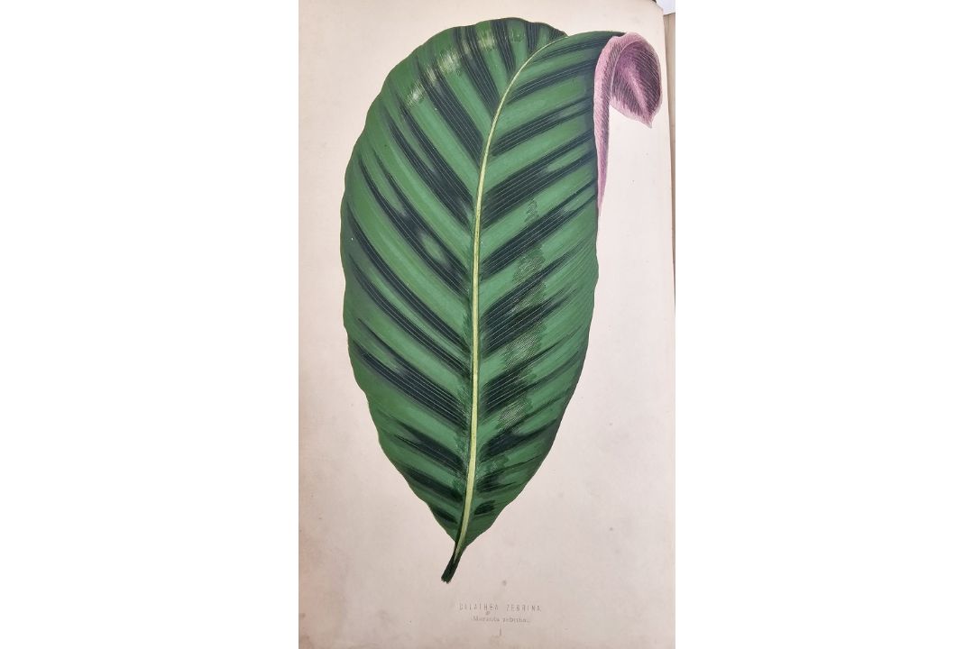 Lowe, E J "Beautiful Leaved Plants ...", Groombridge & Sons 1868, colour plates with tissue - Image 7 of 7