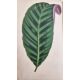 Lowe, E J "Beautiful Leaved Plants ...", Groombridge & Sons 1868, colour plates with tissue - Image 7 of 7