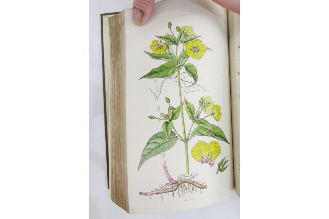 Sowerby, James "English Botany", published by James Sowerby 1814, colour plates, rebound brown - Image 12 of 12