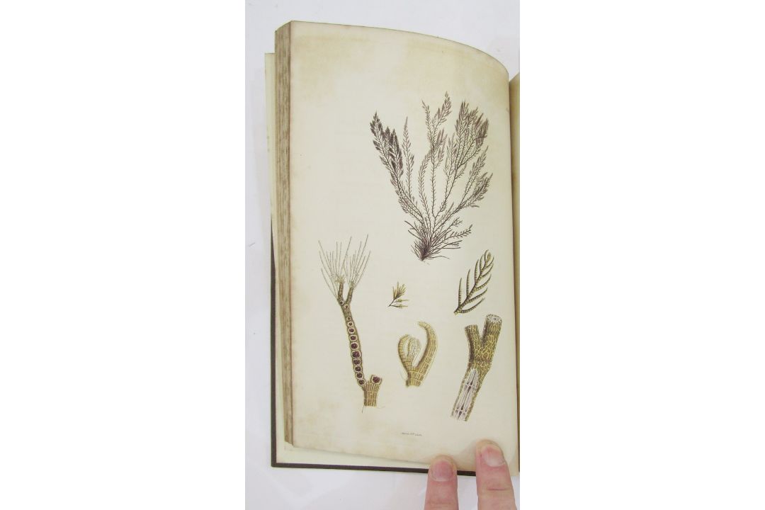 Sowerby, James "English Botany", published by James Sowerby 1814, colour plates, rebound brown - Image 11 of 12