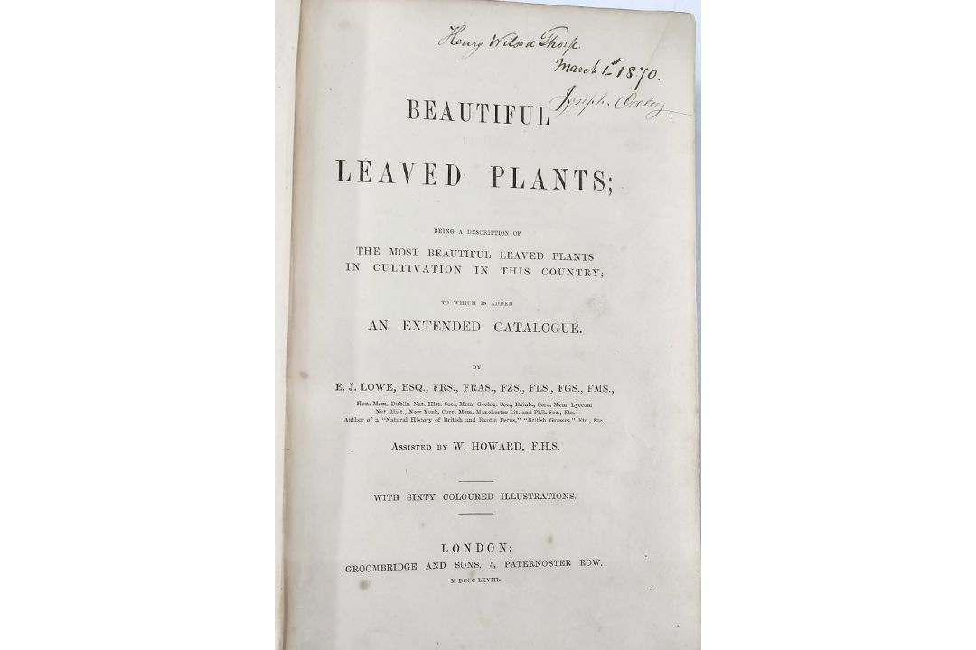 Lowe, E J "Beautiful Leaved Plants ...", Groombridge & Sons 1868, colour plates with tissue - Image 5 of 7