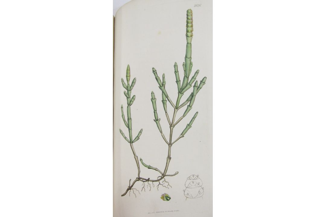 Sowerby, James "English Botany", published by James Sowerby 1814, colour plates, rebound brown - Image 10 of 12