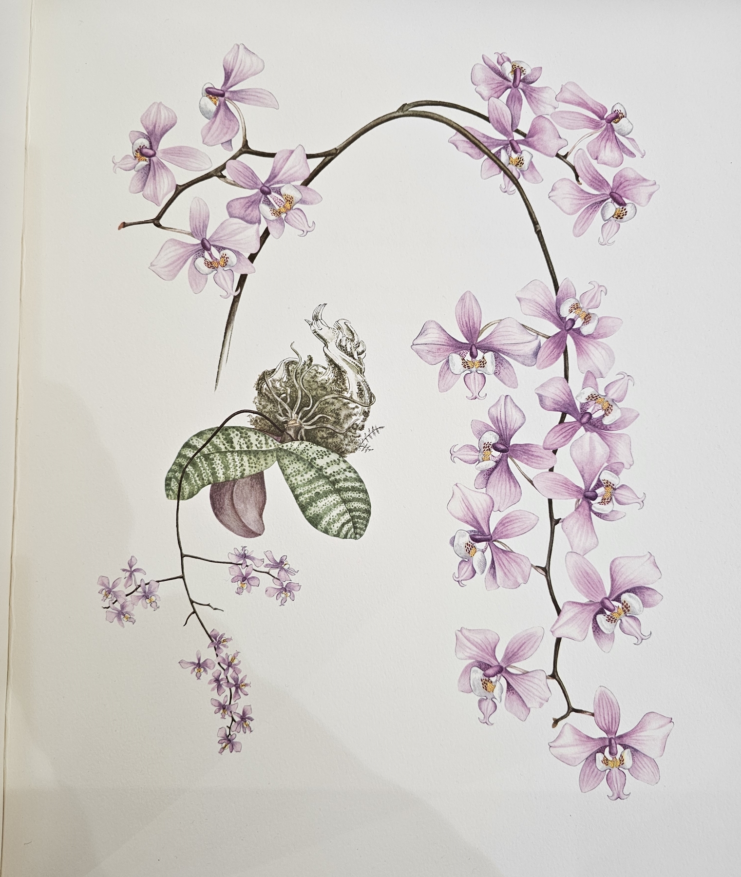 Hunt, P Francis "Orchidaceae", plates drawn by Mary A Grierson, the Bawton Press 1973, no.180/1260 - Image 6 of 6