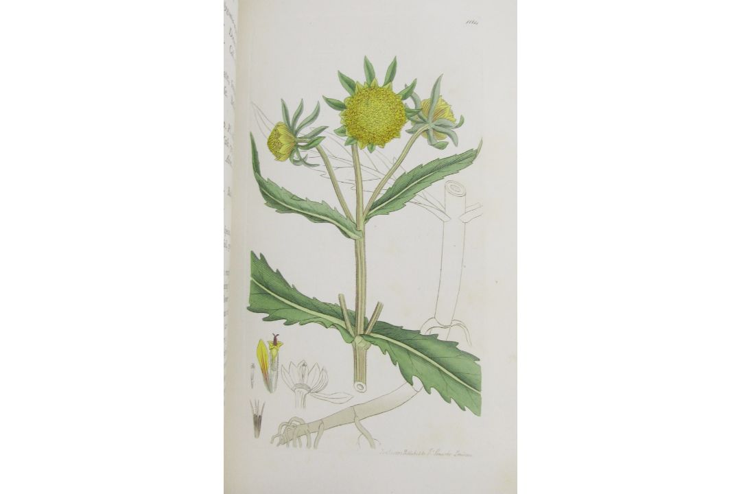 Sowerby, James "English Botany", published by James Sowerby 1814, colour plates, rebound brown - Image 5 of 12