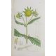 Sowerby, James "English Botany", published by James Sowerby 1814, colour plates, rebound brown - Image 5 of 12
