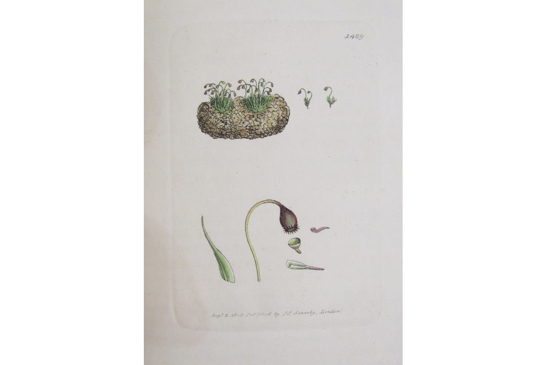 Sowerby, James "English Botany", published by James Sowerby 1814, colour plates, rebound brown - Image 7 of 12