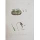 Sowerby, James "English Botany", published by James Sowerby 1814, colour plates, rebound brown - Image 7 of 12