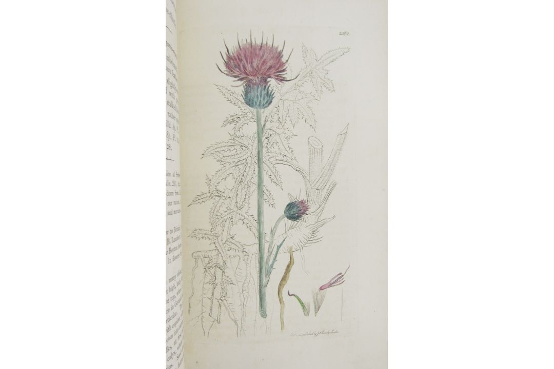 Sowerby, James "English Botany", published by James Sowerby 1814, colour plates, rebound brown - Image 6 of 12
