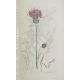 Sowerby, James "English Botany", published by James Sowerby 1814, colour plates, rebound brown - Image 6 of 12