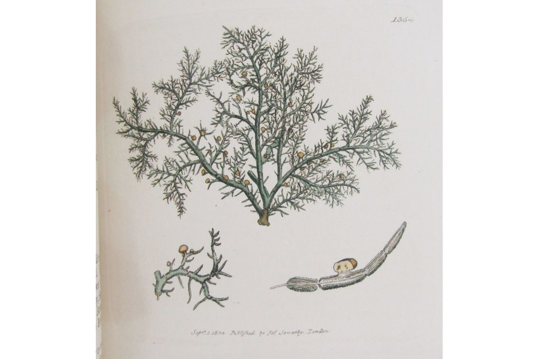 Sowerby, James "English Botany", published by James Sowerby 1814, colour plates, rebound brown - Image 8 of 12