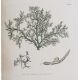 Sowerby, James "English Botany", published by James Sowerby 1814, colour plates, rebound brown - Image 8 of 12