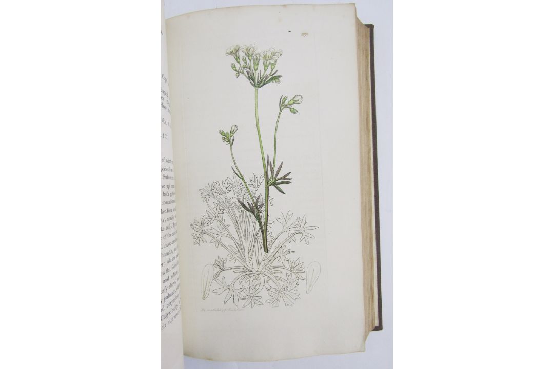 Sowerby, James "English Botany", published by James Sowerby 1814, colour plates, rebound brown - Image 2 of 12