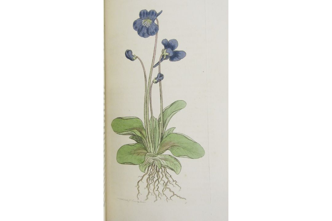 Sowerby, James "English Botany", published by James Sowerby 1814, colour plates, rebound brown - Image 9 of 12