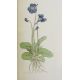Sowerby, James "English Botany", published by James Sowerby 1814, colour plates, rebound brown - Image 9 of 12